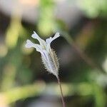 Gypsophila pilosa 花