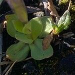 Gentiana brachyphylla Blad