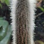 Cleistocactus strausii Frunză