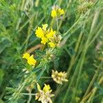 Medicago falcataCvet