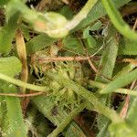 Trifolium suffocatum Mbuma