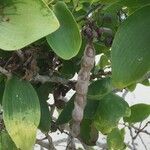 Acacia simplex Gyümölcs