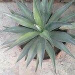 Agave demeesteriana Leht