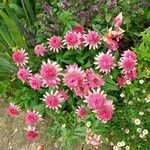 Monarda didyma花