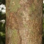 Himatanthus bracteatus Bark