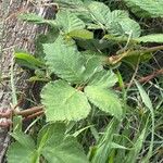 Persicaria maculosaLeaf