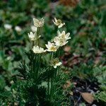 Anemone multifida Flower