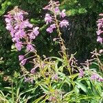 Epilobium angustifoliumFleur