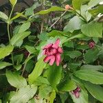 Calycanthus floridus 花