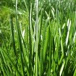 Ranunculus minimus Leaf