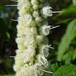 Elsholtzia stauntonii Flower