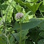 Melanthera nivea Voninkazo