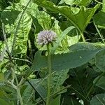 Melanthera nivea Flower