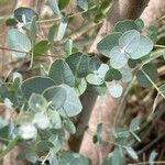 Eucalyptus gunnii 葉