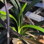 Ophiopogon planiscapus Blatt