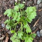 Ranunculus parviflorus Leaf