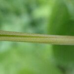 Vicia sepium 树皮