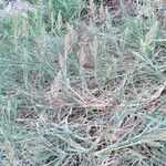 Aeluropus littoralis Fleur