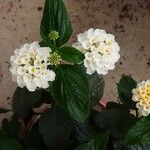 Lantana canescens Blomma