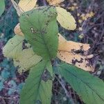 Crataegus germanica Leaf