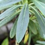 Echium thyrsiflorum Lapas