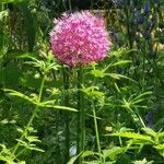 Allium giganteumŽiedas