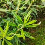 Senecio pterophorus Leaf