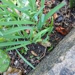 Allium tuberosum Leaf