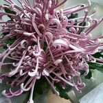 Chrysanthemum morifolium Blomst