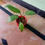 Spathiphyllum floribundumЛист