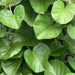 Ipomoea asarifolia Leaf