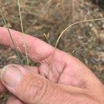 Panicum simile Habit