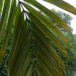 Chambeyronia macrocarpa Blad