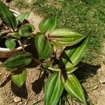 Tradescantia zebrina Blatt