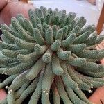 Euphorbia fortuita Hostoa