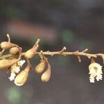 Piliostigma thonningii Λουλούδι