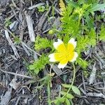 Limnanthes douglasii Fiore