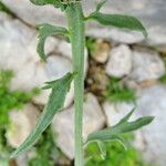 Centaurea tenoreana ফুল