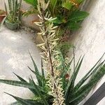 Dracaena hyacinthoides Цвят