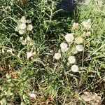 Conyza bonariensis 花