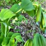 Polygonatum multiflorum Habit