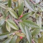 Cotoneaster salicifolius Blad