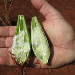 Cochlospermum regium Fruit