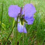 Viola calcarata Fleur