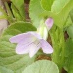 Viola labradorica Blomma