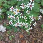 Eurybia macrophyllaFlower