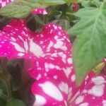 Petunia x atkinsiana പുഷ്പം
