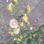 Conyza bonariensis 花