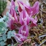 Astragalus incanus Квітка