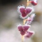 Stelis ciliaris Flor
